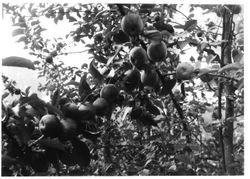 Red Gravensteins at Burbank Gold Ridge Experiment Farm