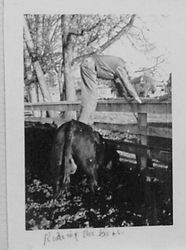 Oscar A. Hallberg attempting to ride a bull