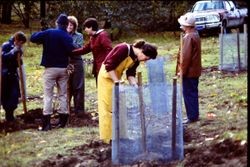 Planting plum trees at The Luther Burbank Gold Ridge Experiment Farm Cottage, during restoration, 1983