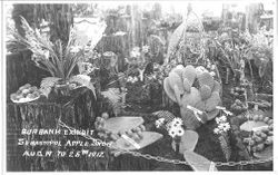 Gravenstein Apple Show display of Burbank Exhibit in August, 1912