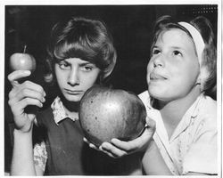 Kathleen Hallberg and her sister Donna Louise Hallberg (Marovich) watch as Gene Bologna, Sonoma County Sealer of Weights & Measures, weighs the large Hallberg Rome Beauty apple, November 22, 1963
