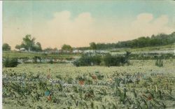 Luther Burbank Experiment Farm with rows of flowers, about 1900