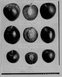 Burbank Plums, three rows of whole plums and plum halves with captions