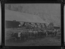 Old Joy sawmill in "Joy's Woods" on Tannery Creek in Bodega, 1885