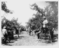 Apple picking in Sebastopol at Mel Kauffman Ranch and apple orchard 1935