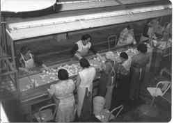 Women workers on the apple line at Manzana in Graton