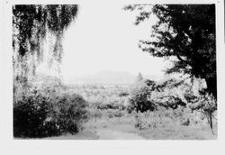 Mount Saint Helena viewed from Luther Burbank Experiment Farm, between 1931 and 1937