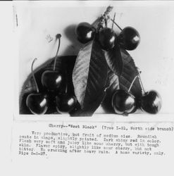 Identification of Luther Burbank cherry hybrid from the Gold Ridge Experiment Farm--cherries (West Black (tree I-21)) and leaves, ripe June 8, 1927