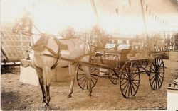 1915 Gravenstein Apple Show entry on Main Street