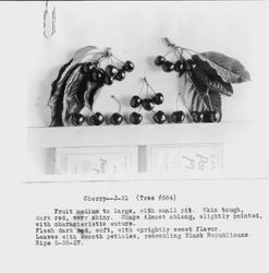 Identification of Luther Burbank cherry hybrid with two photos--two clusters of cherries (Cherry--J-31 (Tree #584)) on stems with leaves attached, ripe May 28, 1927