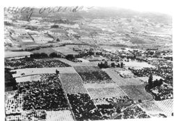 Aerial view of the O. A. Hallberg Orchards in Graton and Green Valley area along Gravenstein Highway north, 1940s