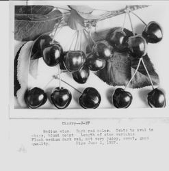 Identification of Luther Burbank cherry hybrid from the Gold Ridge Experiment Farm--single cherries (J-27) and leaves, ripe June 2, 1927
