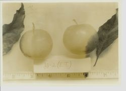 Two plums JJ-2 with ruler at bottom