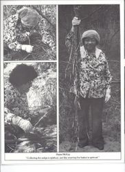 Pomo basket maker Mabel McKay holding up basket sedge used in Pomo basket weavers