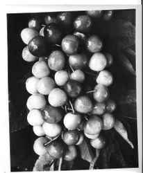 Identification of Luther Burbank cherry hybrid from the Gold Ridge Experiment Farm--cherry clusters (Late Red I 13, 14) on branch, June 1929