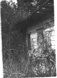 Luther Burbank cottage in 1978 before renovations began