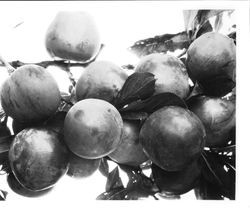 Plums O-14, 15, 16 (E.T.) "Blood X"on a branch, July 1929
