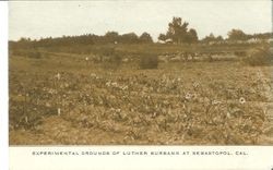 Experimental grounds of Luther Burbank at Sebastopol, Cal