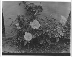 Rose bush labeled "Burbank A-2 = Louisiana 6/12/31."