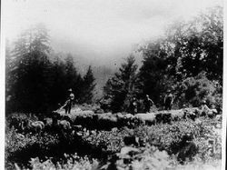 Oxen and horses pulling at the Sugar Loaf Logging Show July 27,1914 at Sturgeon's Mill, on Coleman Valley Road