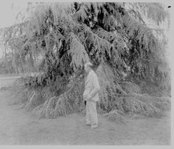 Unidentified man in front of Cedar of Lebanon tree in Luther Burbank Gardens, 1930s