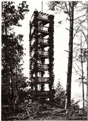 Living Tower made from four growing redwood trees, Camp Meeker, California