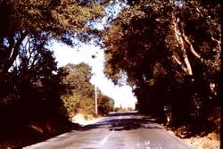 Occidental Road east of Gravenstein Highway North, Sebastopol, California, 1970