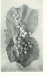 Identification of Luther Burbank grape hybrid from the Gold Ridge Experiment Farm--blueberries displayed on grape leaves