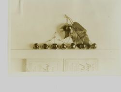 Display of Luther Burbank cherries identified as "Meaty" H-8