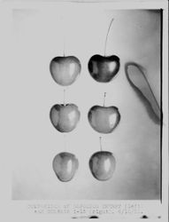 Identification of Luther Burbank cherry hybrid from the Gold Ridge Experiment Farm--two rows of individual cherries identified as Napolen and Burbank I-13 cherries, June 15, 1931