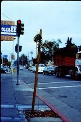 Analy Pharmacy Rexall Drug Store sign at approximately 186 North Main Street, Sebastopol, California