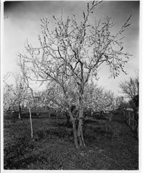 Plum tree K-22 "Jolly" (largest tree), Elephant Heart Plum in bloom at Gold Ridge Experiment Farm, March 11, 1929