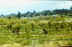 Young apple orchard near Sullivan Road and Green Valley Road, Graton, California, 1983