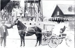 Mr. & Mrs. J. F. Miller and May Hudspeth in decorated buggy with horse