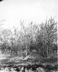 Cherry plum trees at Gold Ridge Experiment Farm in bloom, spring 1929