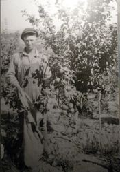 Ivan Roberts as a young man picking apples in an apple orchard, 1930s