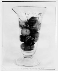 Measurement vase with 13 varieties of ordinary (i.e. non-Burbank) plums