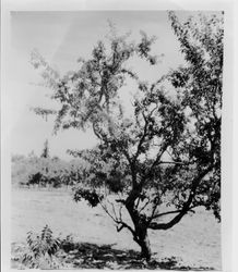 Ripe plum trees AA-3 "Barn Blood"--mid-season Elephant Heart--Blood Freestone at Gold Ridge Experiment Farm, July 15, 1928