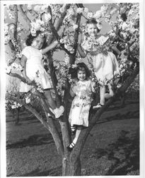 Sebastopol Apple Blossom Princess Meridith Shelton and two unidentified princesses, about 1951