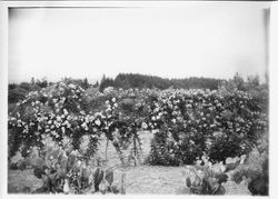 Gold Ridge Experiment Farm flowering berry bushes and grapevines in foreground