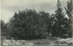 Chinese Elm tree in its 24th year at Burbank Garden, Santa Rosa, Calif