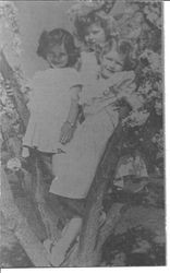 Three girls standing in an apple tree in blossom, celebrating the Apple Blossom Festival, about 1940