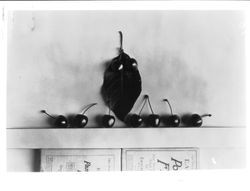 Identification of Luther Burbank cherry hybrid from the Gold Ridge Experiment Farm--cluster of two cherries (J-23) on a single leaf above seven single cherries