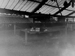 1930s Gravenstein Apple Show display of "Ding Dong Bell" by the Cloverdale Chamber of Commerce