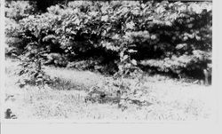 Plants at Gold Ridge Experiment Farm in Sebastopol