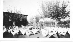 Lillian and Harry Rosebrook feeding their chickens at their farm in Sebastopol, California, 1920s