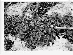 Loganberry hybrid "All-fruit blackberry" from Gold Ridge Experiment Farm, June 1931