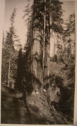 Loggers working on a huge redwood in Mendocino County