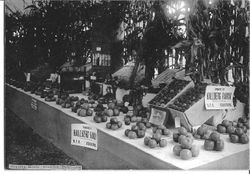 Apple displays from the Hallberg Ranch at the Sonoma-Marin District Fair of 1914