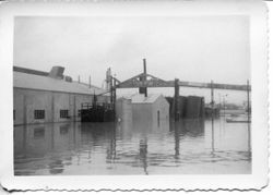 1951 flood in the Laguna de Santa Rosa area of Sebastopol near the Barlow apple processing plant